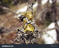 Attēlu rezultāti vaicājumam “Vulpicida pinastri”