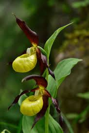Attēlu rezultāti vaicājumam “Cypripedium calceolus leaf”