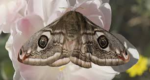 Attēlu rezultāti vaicājumam “Saturnia pavonia female”