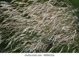 Attēlu rezultāti vaicājumam “Bromopsis inermis”