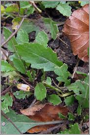 Attēlu rezultāti vaicājumam “Diplotaxis muralis leaf”