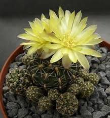 Image result for Gymnocalycium