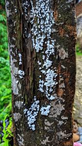 Attēlu rezultāti vaicājumam “Brefeldia maxima macro”