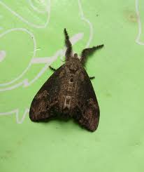 Attēlu rezultāti vaicājumam “Lymantriidae”