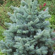 Attēlu rezultāti vaicājumam “Abies mariesii”