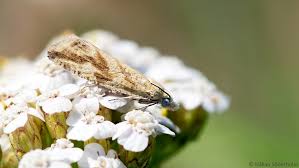 Attēlu rezultāti vaicājumam “Thiodia citrana”