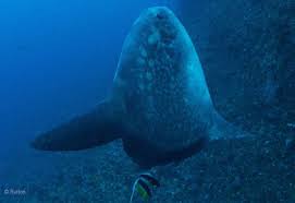 Image result for Mola alexandrini