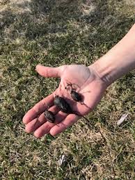 Attēlu rezultāti vaicājumam “Lathyrus tuberosus”