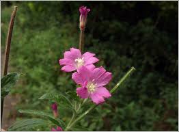 Attēlu rezultāti vaicājumam “Epilobium hirsutum flower”