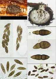 Attēlu rezultāti vaicājumam “Melanospora lagenaria”