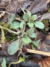 Attēlu rezultāti vaicājumam “Myosotis sparsiflora”