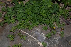 Image result for Potentilla erecta