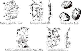 Attēlu rezultāti vaicājumam “Menispermum dauricum fruit”