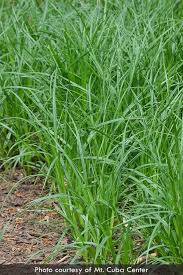 Attēlu rezultāti vaicājumam “Trichia scabra sessile”