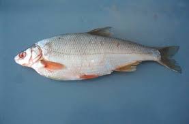 Image result for Rutilus rutilus