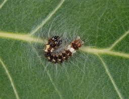 Attēlu rezultāti vaicājumam “Acronicta megacephala larva”