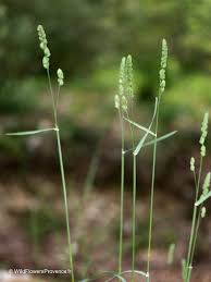 Attēlu rezultāti vaicājumam “Lolium perenne”