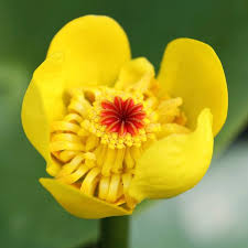 Attēlu rezultāti vaicājumam “Nuphar lutea flower”