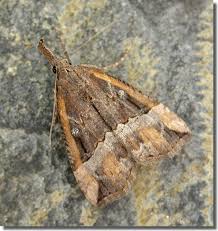 Attēlu rezultāti vaicājumam “Hypena rostralis”