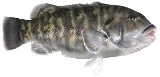 Image result for Tautoga onitis