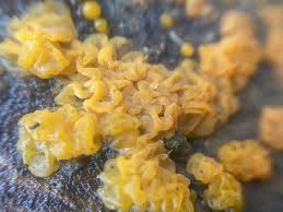 Attēlu rezultāti vaicājumam “Tremella ramalinae”