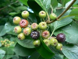 Attēlu rezultāti vaicājumam “Aronia melanocarpa bud”