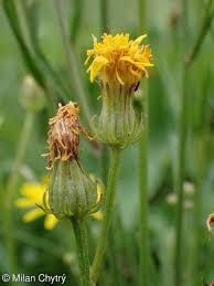 Attēlu rezultāti vaicājumam “Crepis biennis”