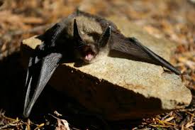 Attēlu rezultāti vaicājumam “Myotis sp.”