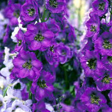 Attēlu rezultāti vaicājumam “Delphinium elatum  flower”