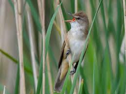 Image result for Acrocephalus arundinaceus