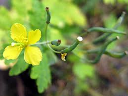 Image result for Chelidonium majus