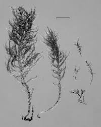 Attēlu rezultāti vaicājumam “Homalia trichomanoides sporophyte”