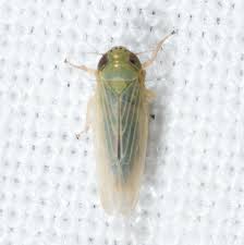 Attēlu rezultāti vaicājumam “Macrosteles nymph”