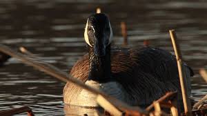 Attēlu rezultāti vaicājumam “Branta canadensis adult”