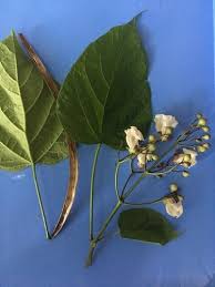 Attēlu rezultāti vaicājumam “Catalpa ovata leaf”