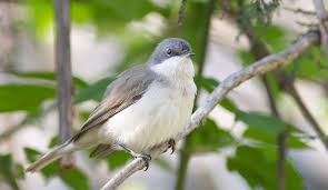 Attēlu rezultāti vaicājumam “Sylvia curruca”