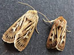 Attēlu rezultāti vaicājumam “Cerapteryx graminis”