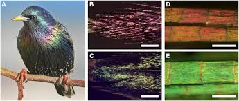 Attēlu rezultāti vaicājumam “Sturnus vulgaris”