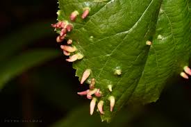 Attēlu rezultāti vaicājumam “Eriophyes tiliae”