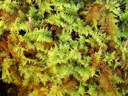 Attēlu rezultāti vaicājumam “Anomodon viticulosus sporophyte”