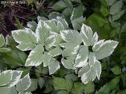 Attēlu rezultāti vaicājumam “Aegopodium podagraria leaf”