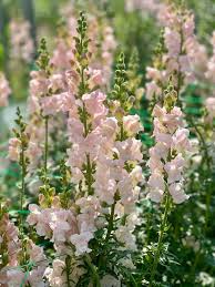 Image result for Antirrhinum majus