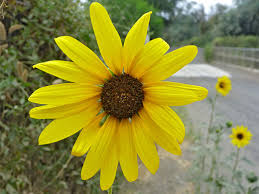 Image result for Helianthus annuus