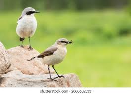 Attēlu rezultāti vaicājumam “Oenanthe oenanthe female”