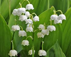 Attēlu rezultāti vaicājumam “Convallaria majalis”