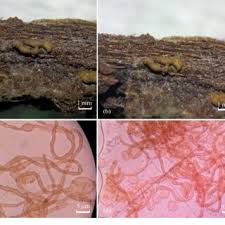 Attēlu rezultāti vaicājumam “Symphytocarpus impexus spores”