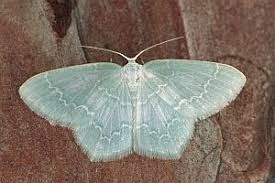 Attēlu rezultāti vaicājumam “Jodis putata”