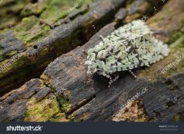 Attēlu rezultāti vaicājumam “Griposia aprilina”