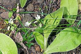 Attēlu rezultāti vaicājumam “Polygala vulgaris leaf”
