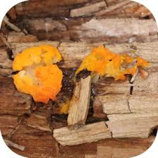 Attēlu rezultāti vaicājumam “Dacrymyces chrysospermus”